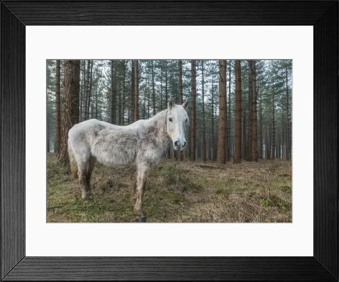 Framed Print : England, Hampshire, The New Forest, Horse and Bare Trees in the Early Spring Framed Print : England, Hampshire, The New Forest, Horse and Bare Trees in the Early Spring