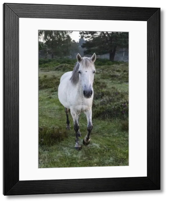 Framed Print : England, Hampshire, The New Forest, White Horse Framed Print : England, Hampshire, The New Forest, White Horse