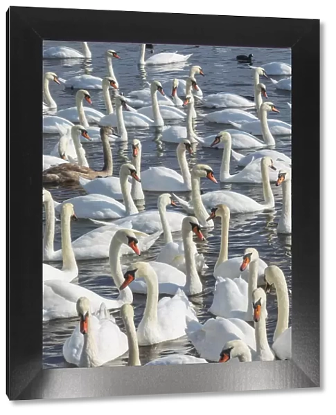 England, Dorset, Abbotsbury, A Bevy of Mute Swans at Abbotsbury Swannery