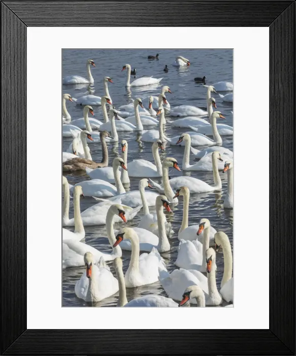 Framed Print : England, Dorset, Abbotsbury, A Bevy of Mute Swans at Abbotsbury Swannery Framed Print : England, Dorset, Abbotsbury, A Bevy of Mute Swans at Abbotsbury Swannery