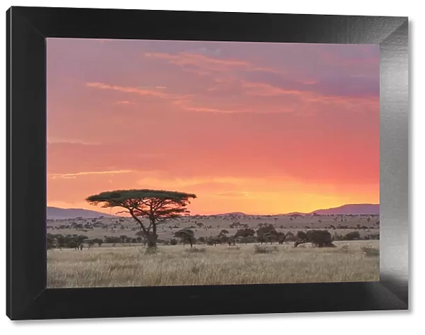 An Acacia Tree (Acacia Penninervis) in the Central Serengeti National Park plains at sunset, Tanzania, Africa