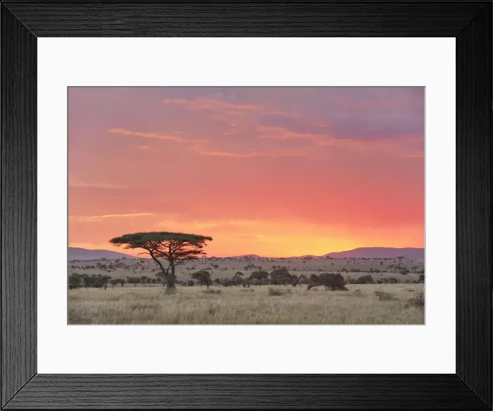 Framed Print : An Acacia Tree (Acacia Penninervis) in the Central Serengeti National Park plains at sunset, Tanzania, Africa Framed Print : An Acacia Tree (Acacia Penninervis) in the Central Serengeti National Park plains at sunset, Tanzania, Africa