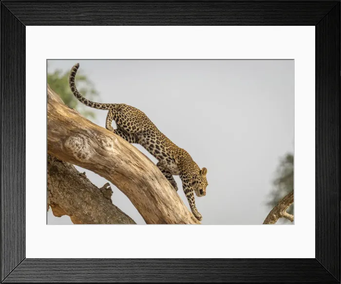 Framed Print : Africa, Uganda, Karamoja. Kidepo Valley National Park. An african Leopard leaving his tree Framed Print : Africa, Uganda, Karamoja. Kidepo Valley National Park. An african Leopard leaving his tree