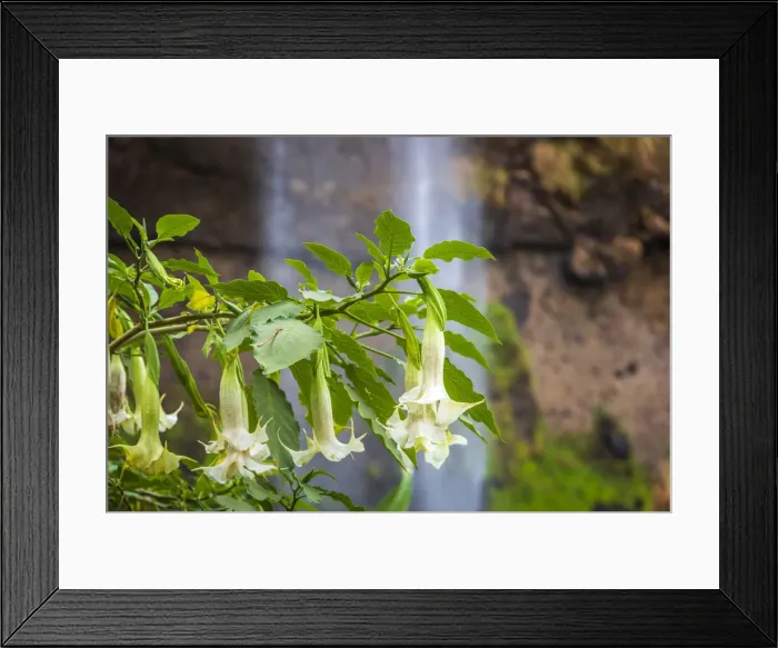 Framed Print : Africa, Uganda, Sipi Falls. A view of the second falls with beautiful plants of Angels Trumpets in front
