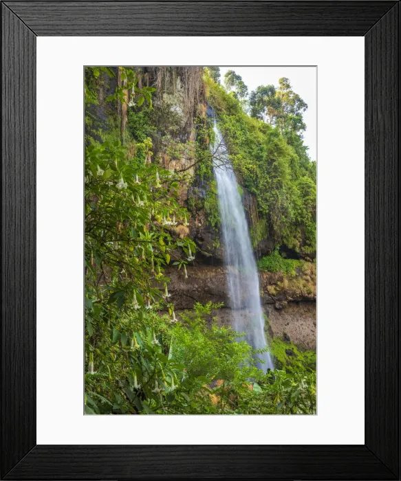 Framed Print : Africa, Uganda, Sipi Falls. A view of the second falls with beautiful plants of Angels Trumpets in front