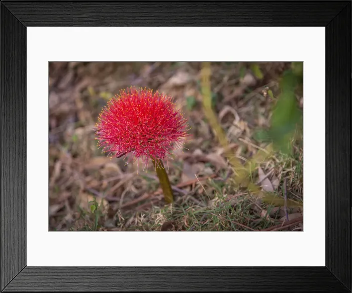 Framed Print : Africa, Uganda, Sipi Falls. Flower - Blood lily, growing wild Framed Print : Africa, Uganda, Sipi Falls. Flower - Blood lily, growing wild