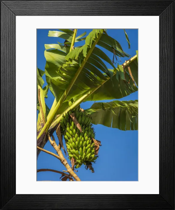 Framed Print : Africa, Uganda, Sipi Falls. Plantain growing near to Sipi falls