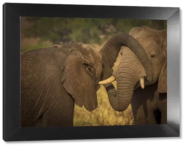 Africa, Uganda, Karamoja. Kidepo Valley National Park. Two elephants cuddling each other