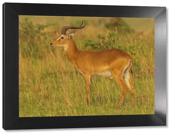 Africa, Uganda, Murchison Falls National Park. An Ugandan Kob antelope, male, at sunrise