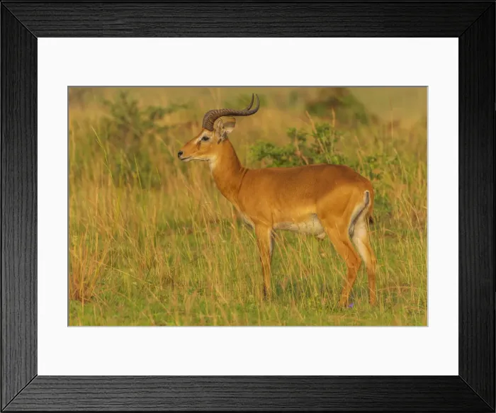 Framed Print : Africa, Uganda, Murchison Falls National Park. An Ugandan Kob antelope, male, at sunrise Framed Print : Africa, Uganda, Murchison Falls National Park. An Ugandan Kob antelope, male, at sunrise