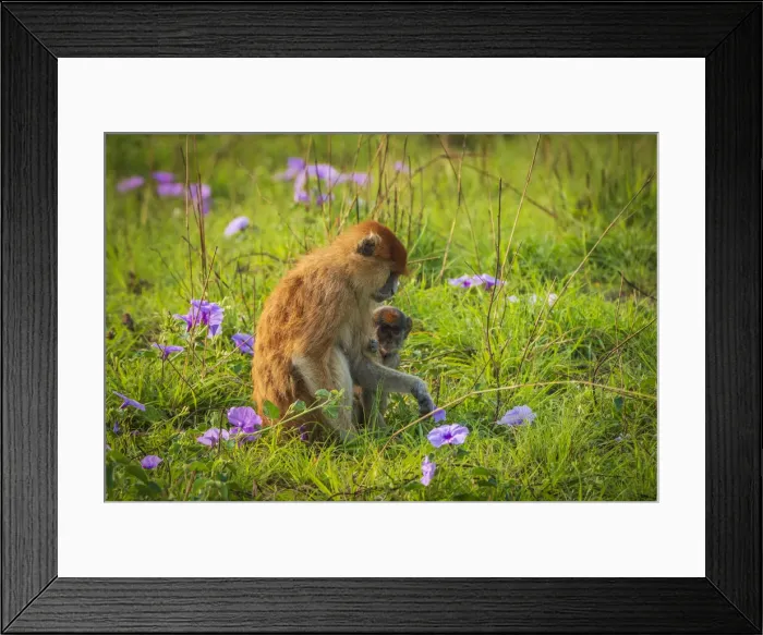 Framed Print : Africa, Uganda, Murchison Falls National Park. A Patas Monkey with baby picking flowers Framed Print : Africa, Uganda, Murchison Falls National Park. A Patas Monkey with baby picking flowers