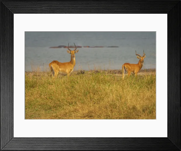Framed Print : Africa, Uganda, Murchison Falls National Park. Ugandan Kob antelopes, males near to the river nile Framed Print : Africa, Uganda, Murchison Falls National Park. Ugandan Kob antelopes, males near to the river nile