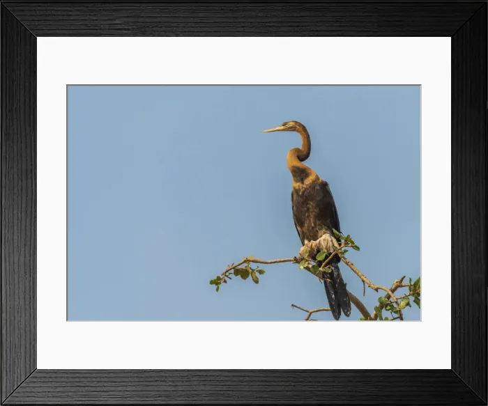 Framed Print : Africa, Uganda, Murchison Falls National Park. African Darter Bird Framed Print : Africa, Uganda, Murchison Falls National Park. African Darter Bird
