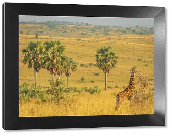 Africa, Uganda, Murchison Falls National Park. Rothschilds Giraffe in the typical savanna landscape