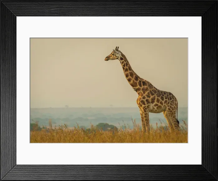Framed Print : Africa, Uganda, Murchison Falls National Park. Rothschilds Giraffe in the typical savanna landscape Framed Print : Africa, Uganda, Murchison Falls National Park. Rothschilds Giraffe in the typical savanna landscape