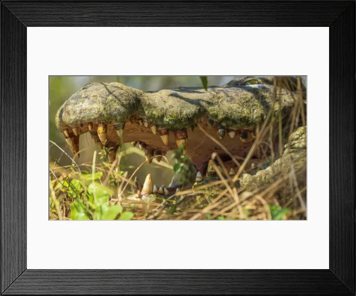 Framed Print : Africa, Uganda, Murchison Falls National Park. Close up of the mouth of a nile crocodile with impressive teeth Framed Print : Africa, Uganda, Murchison Falls National Park. Close up of the mouth of a nile crocodile with impressive teeth