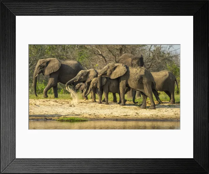 Framed Print : Africa, Uganda, Murchison Falls National Park. An elephant family on the river bank