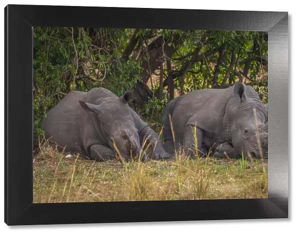 Africa, Uganda, Ziwa Rhino Sanctuary. Rhino tracking on Foot. Two Southern white rhinos