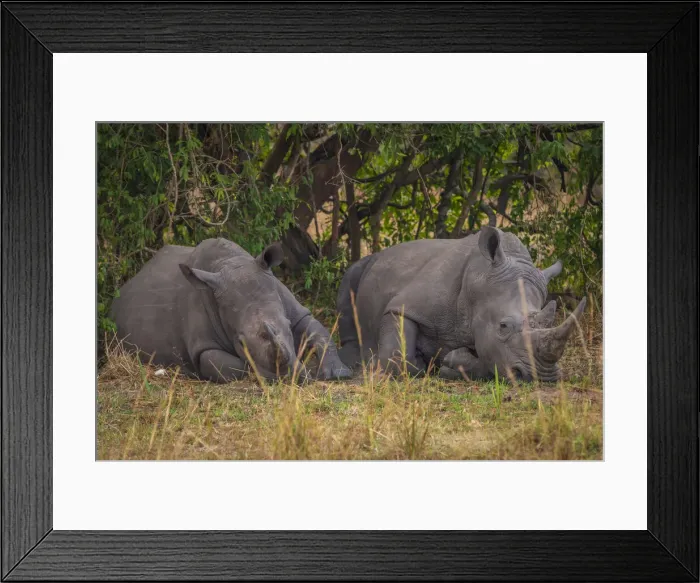 Framed Print : Africa, Uganda, Ziwa Rhino Sanctuary. Rhino tracking on Foot. Two Southern white rhinos