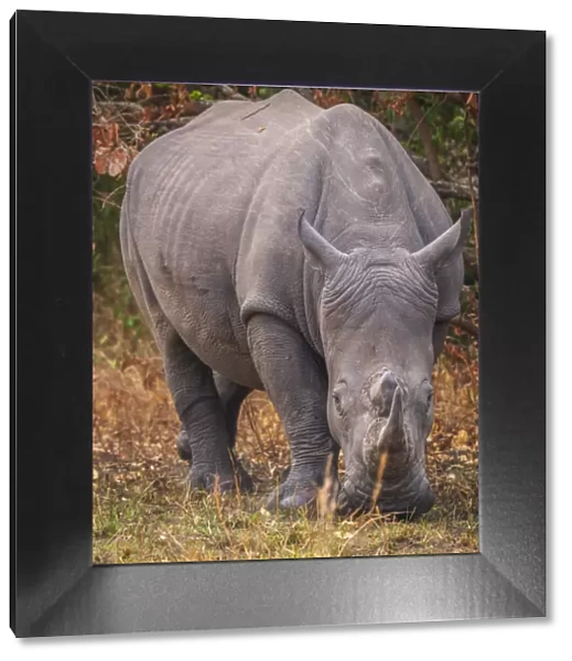 Africa, Uganda, Ziwa Rhino Sanctuary. Rhino tracking on Foot. Southern white rhino