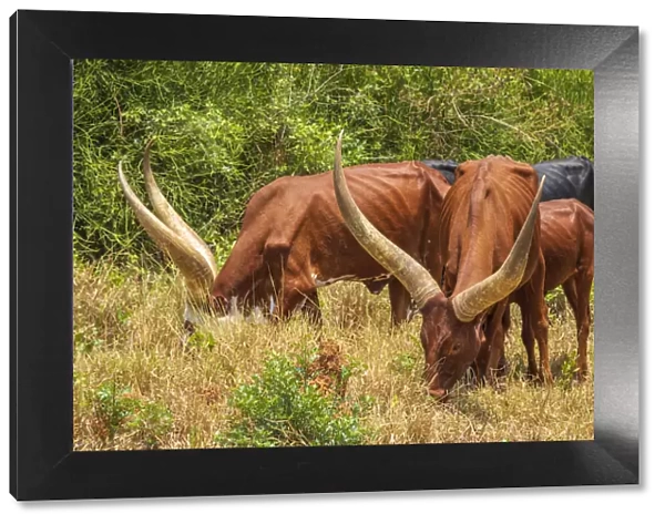 Africa, Uganda. Ankolo long horned cattle