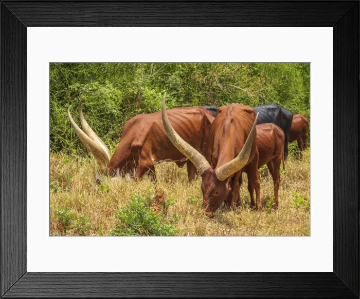 Framed Print : Africa, Uganda. Ankolo long horned cattle Framed Print : Africa, Uganda. Ankolo long horned cattle