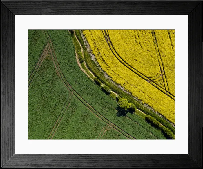 Framed Print : UK, England, Cambridgeshire, Oilseed Rape crop Framed Print : UK, England, Cambridgeshire, Oilseed Rape crop