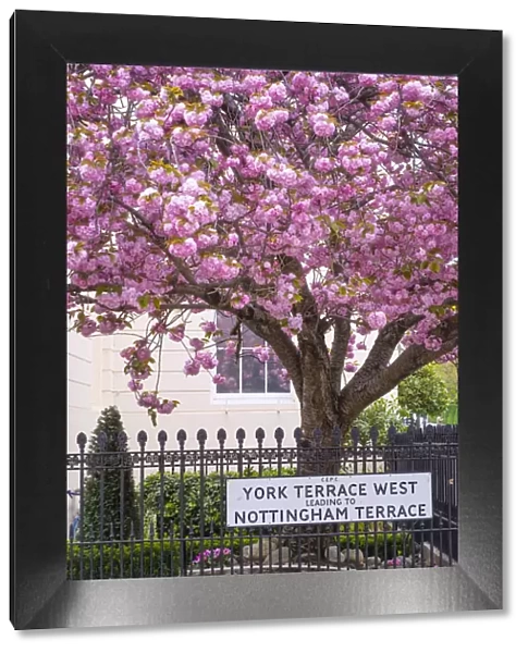 Cherry blossoms, Marylebone, London, England, UK