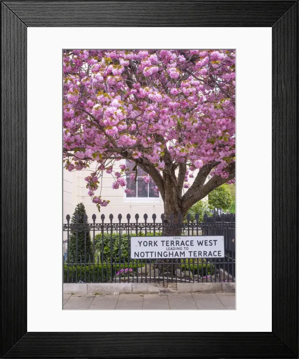 Framed Print : Cherry blossoms, Marylebone, London, England, UK
