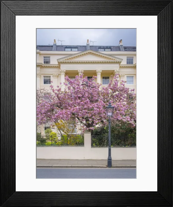 Framed Print : Cherry blossoms, Regents Park, London, England, UK Framed Print : Cherry blossoms, Regents Park, London, England, UK