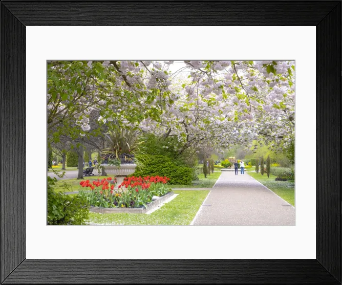 Framed Print : Cherry Blossoms in Regents Park, London, England, UK Framed Print : Cherry Blossoms in Regents Park, London, England, UK