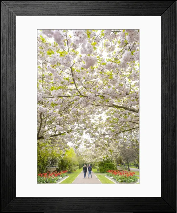 Framed Print : Cherry Blossoms in Regents Park, London, England, UK Framed Print : Cherry Blossoms in Regents Park, London, England, UK