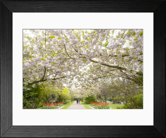 Framed Print : Cherry Blossoms in Regents Park, London, England, UK Framed Print : Cherry Blossoms in Regents Park, London, England, UK