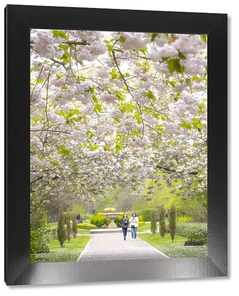 Cherry Blossoms in Regents Park, London, England, UK