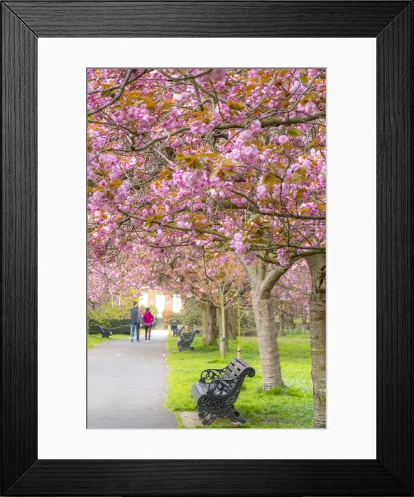 Framed Print : Cherry blossom, Greenwich Park, London, England, UK Framed Print : Cherry blossom, Greenwich Park, London, England, UK