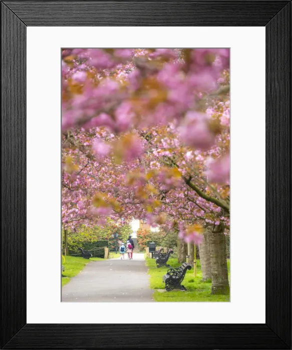 Framed Print : Cherry blossom, Greenwich Park, London, England, UK Framed Print : Cherry blossom, Greenwich Park, London, England, UK