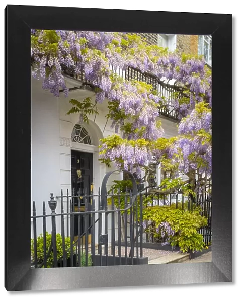 Wisteria in front of house in Marylebone, London, England, UK