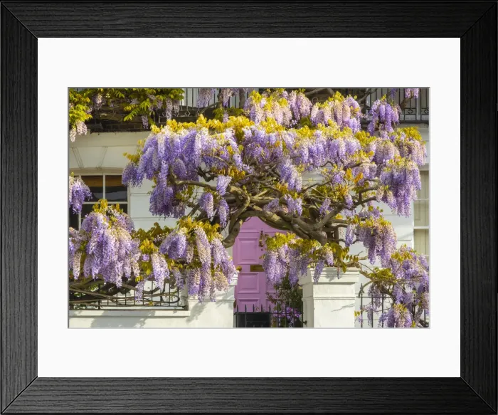Framed Print : Wisteria and pink door, Kensington, London, England, UK