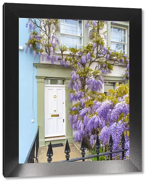 Wisteria in front of a house in Kensington, London, England, UK