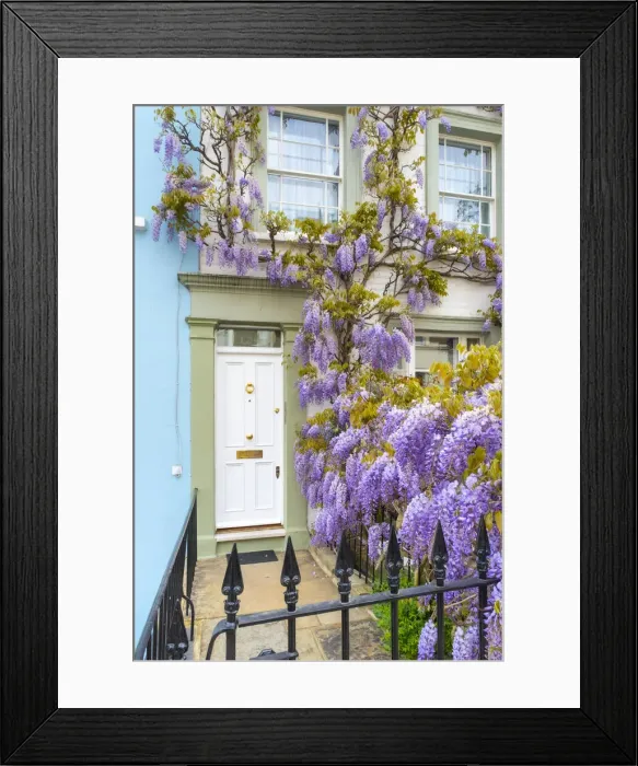 Framed Print : Wisteria in front of a house in Kensington, London, England, UK Framed Print : Wisteria in front of a house in Kensington, London, England, UK