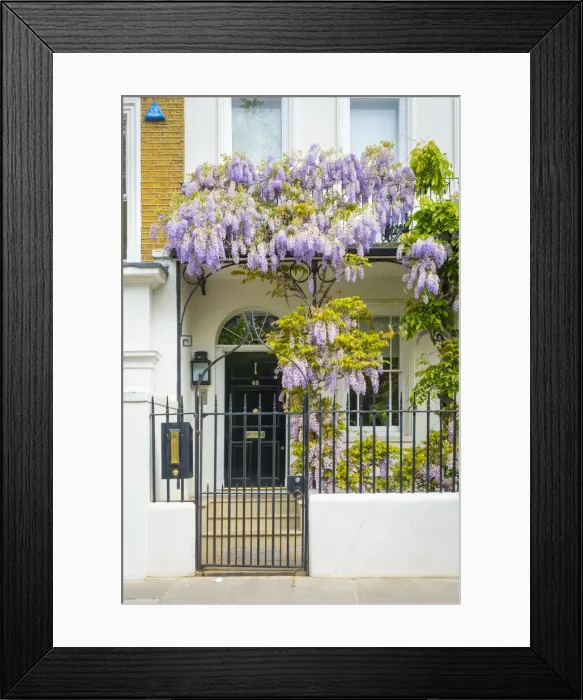 Framed Print : Wisteria and door, Chelsea, London, England, UK Framed Print : Wisteria and door, Chelsea, London, England, UK
