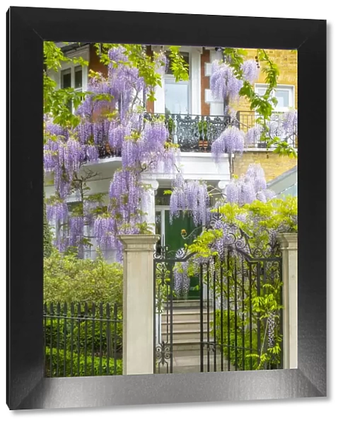 Wisteria and door, Chelsea, London, England, UK