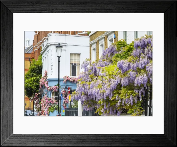 Framed Print : Wisteria in front of a house in Chelsea, London, England, UK Framed Print : Wisteria in front of a house in Chelsea, London, England, UK