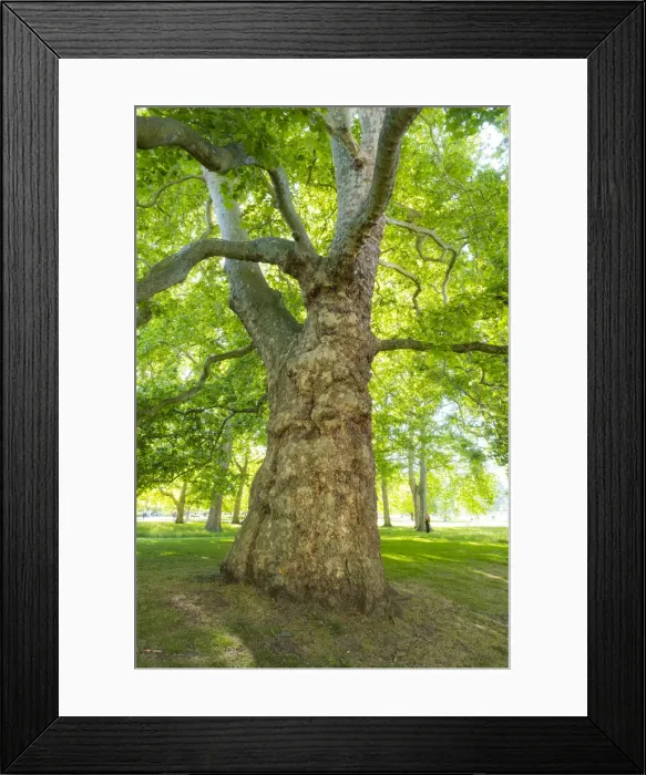 Framed Print : Plane tree, St. Jamess Park, London, England, UK Framed Print : Plane tree, St. Jamess Park, London, England, UK