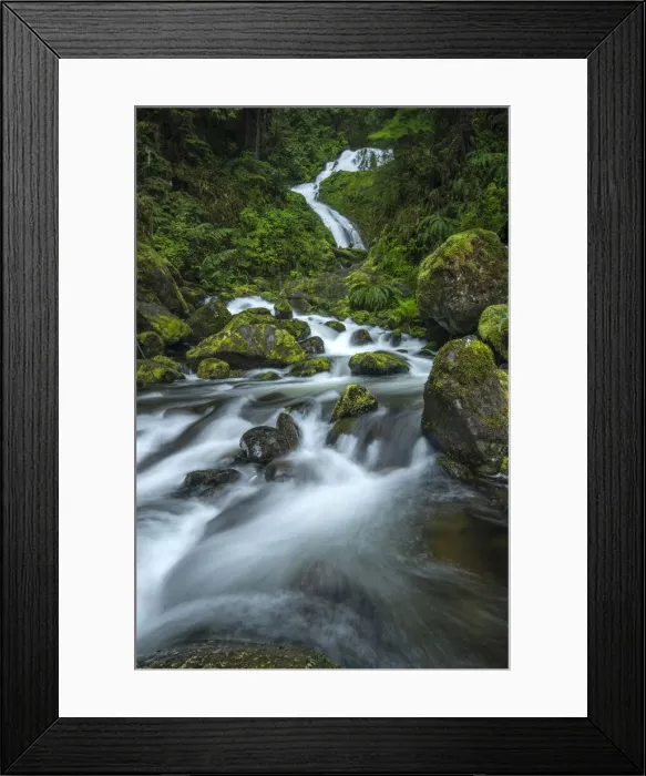 Framed Print : USA, Washington, Olympic Mational Park, Quinault Rain Forest Framed Print : USA, Washington, Olympic Mational Park, Quinault Rain Forest