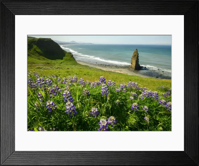 Framed Print : USA, America, American, Pacific Northwest, Curry County, Cape Blanco Framed Print : USA, America, American, Pacific Northwest, Curry County, Cape Blanco