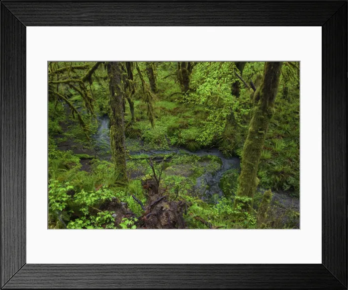 Framed Print : USA, Washington, Olympic Mational Park, Quinault Rain Forest