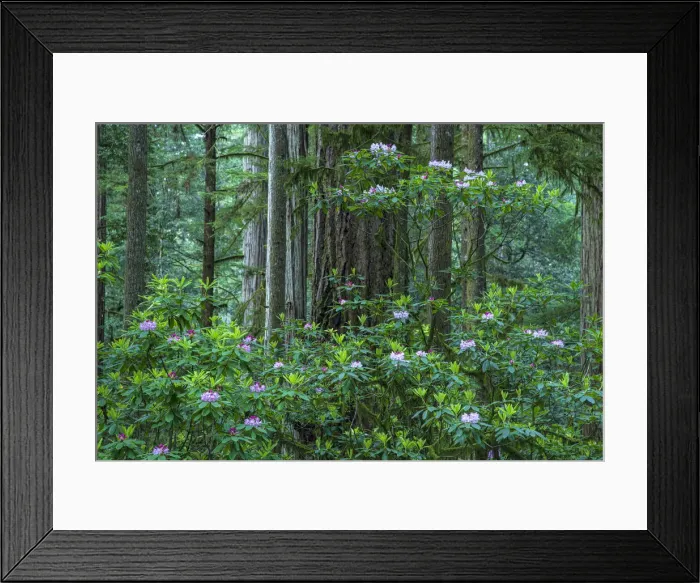 Framed Print : USA, California, West Coast, Crescent City, Jedediah Smith Redwoods State Park, Rhododendron bloom Framed Print : USA, California, West Coast, Crescent City, Jedediah Smith Redwoods State Park, Rhododendron bloom