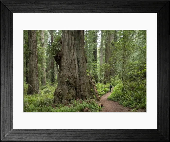 Framed Print : USA, California, West Coast, Crescent City, Del Norte Coast Redwoods State Park Framed Print : USA, California, West Coast, Crescent City, Del Norte Coast Redwoods State Park