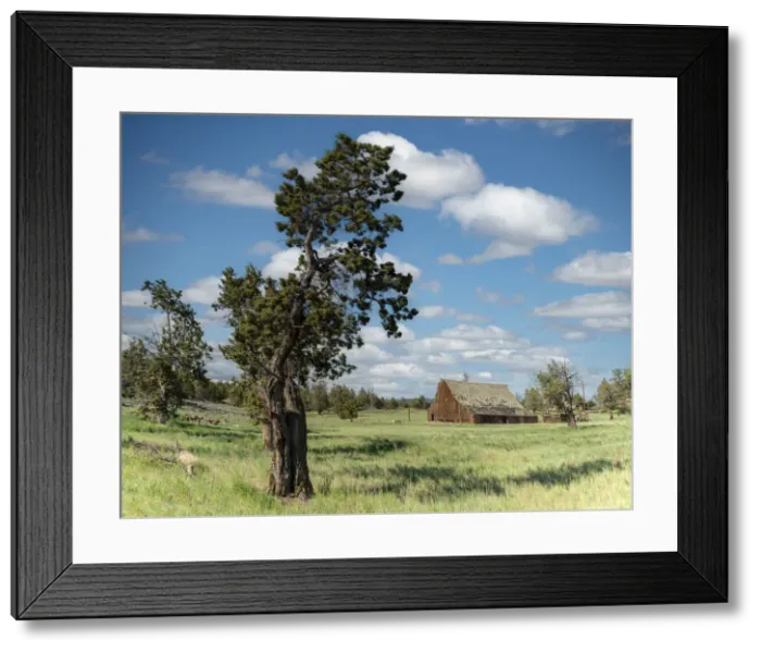 Framed Print : USA, Oregon, Deschutes County, Sisters, Highway 20, Barn Framed Print : USA, Oregon, Deschutes County, Sisters, Highway 20, Barn